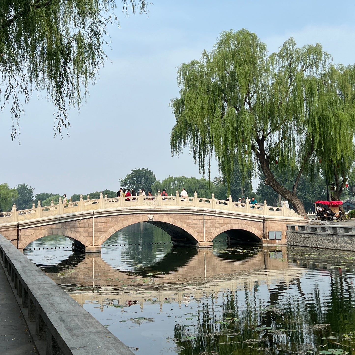 Whispers of Time: Beijing’s Thousand-Year-Old Trees