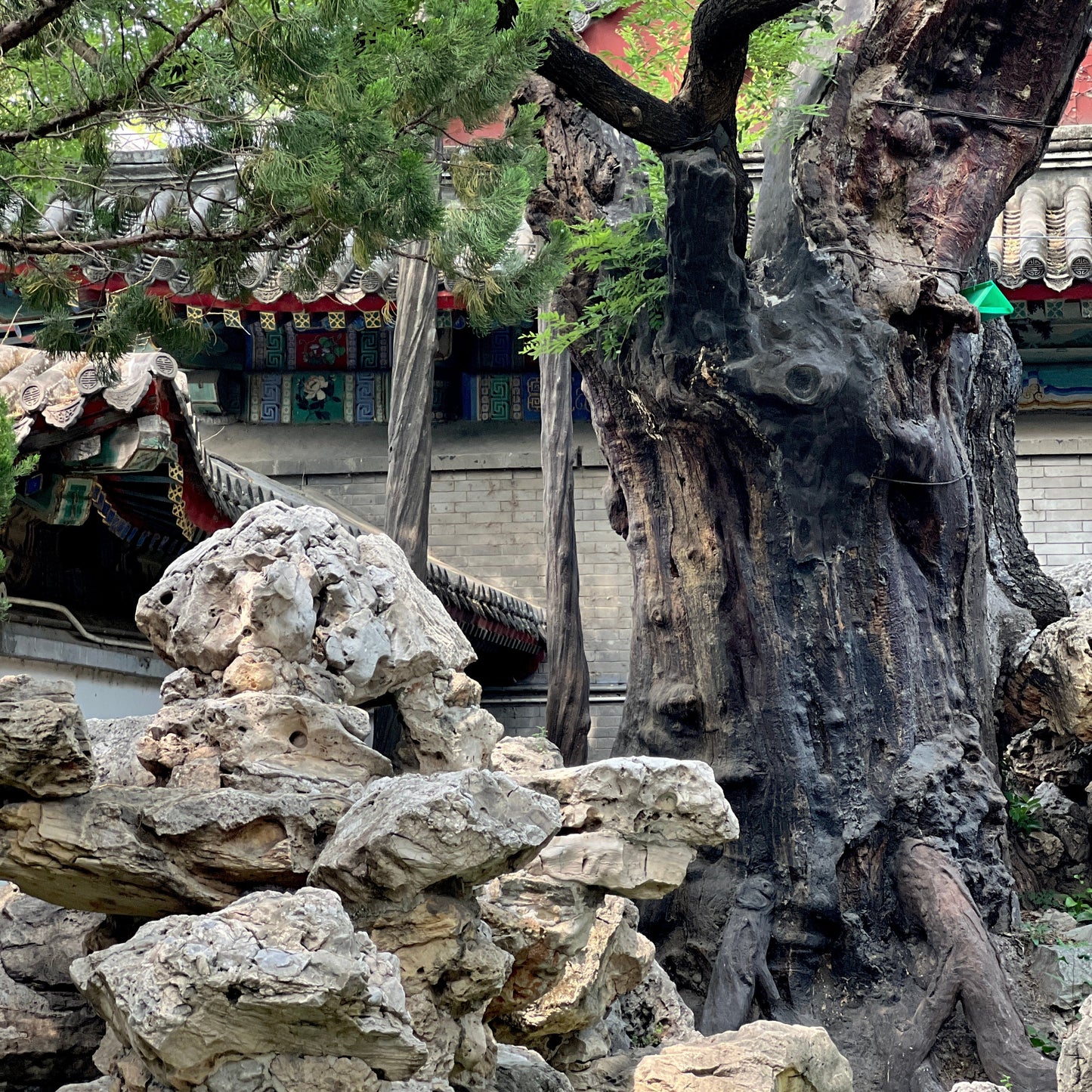 Whispers of Time: Beijing’s Thousand-Year-Old Trees