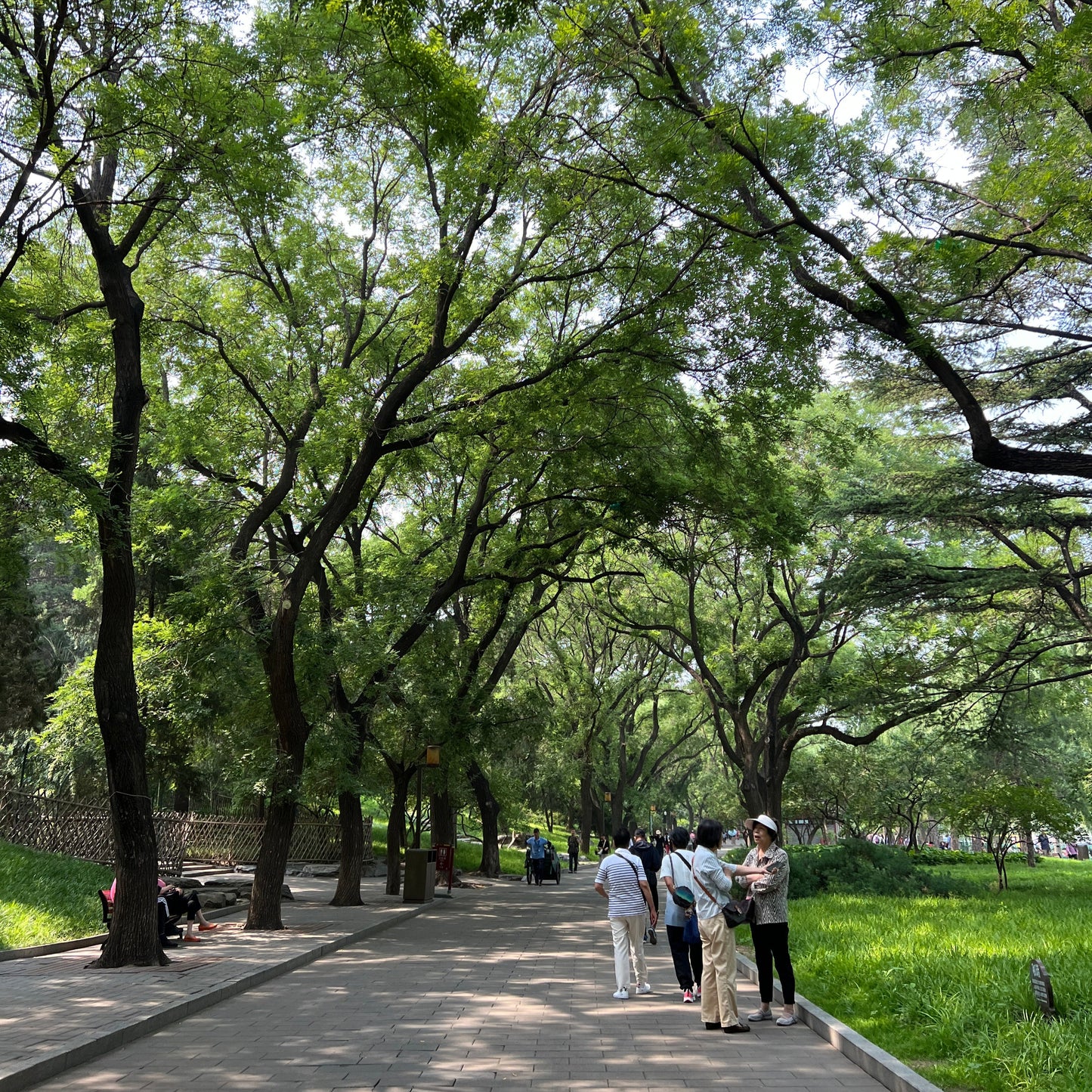 Whispers of Time: Beijing’s Thousand-Year-Old Trees