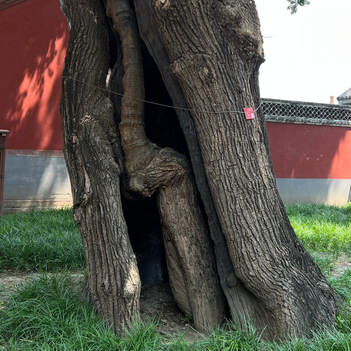 Whispers of Time: Beijing’s Thousand-Year-Old Trees