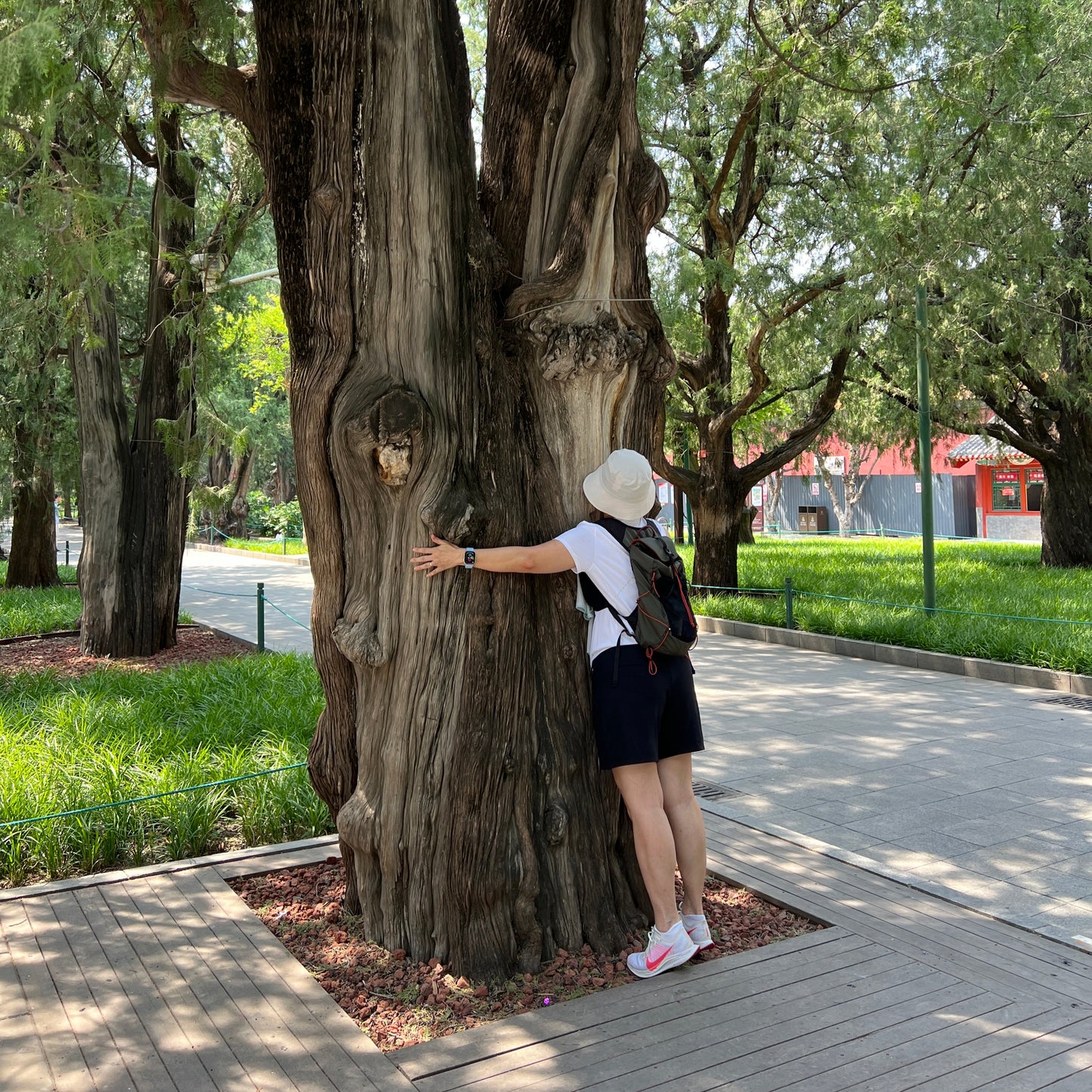 Whispers of Time: Beijing’s Thousand-Year-Old Trees