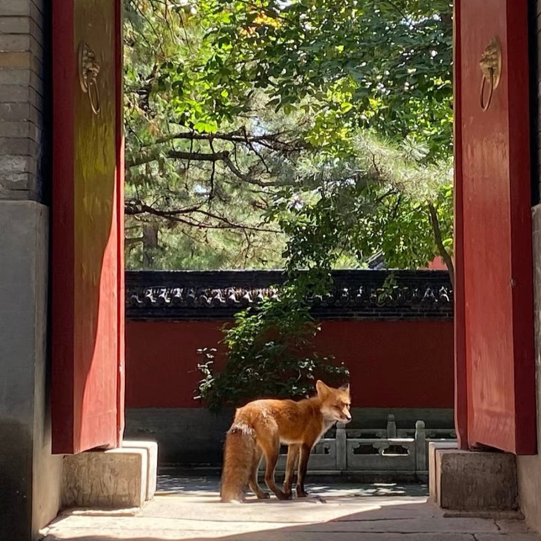 Where Time Slows: Temple Paths & Creative Valleys