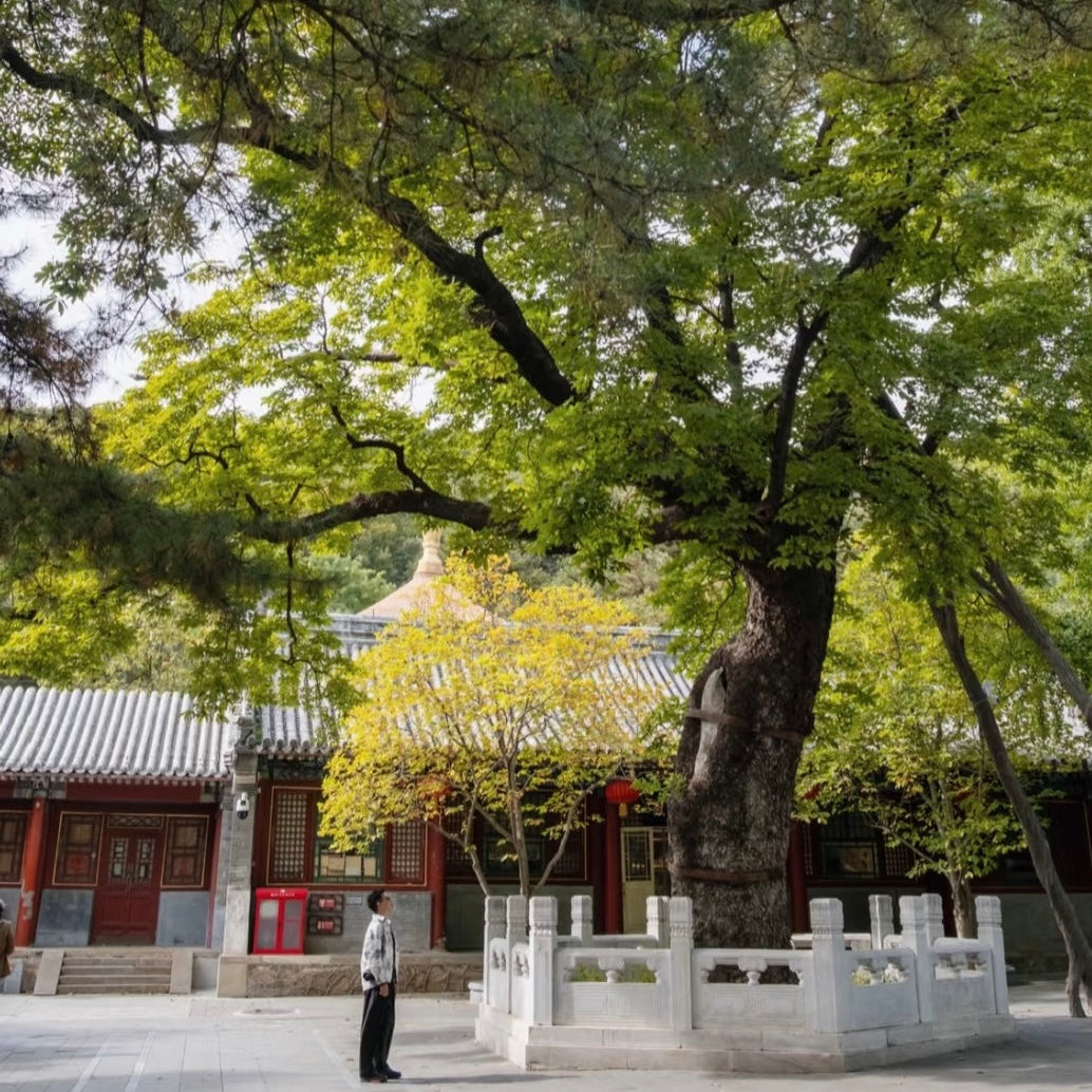 Where Time Slows: Temple Paths & Creative Valleys