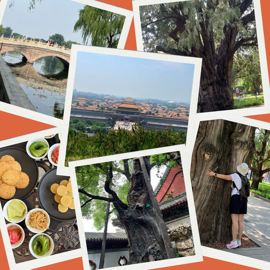 Whispers of Time: Beijing’s Thousand-Year-Old Trees