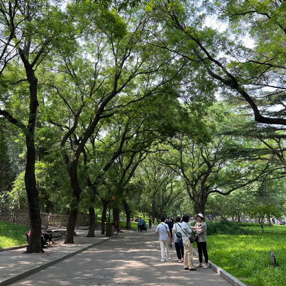Whispers of Time: Beijing’s Thousand-Year-Old Trees