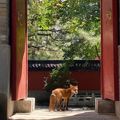Where Time Slows: Temple Paths & Creative Valleys